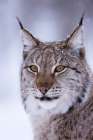Close-up portrait of a European lynx Polar Park-Bardu-Troms-Norway Art Print
